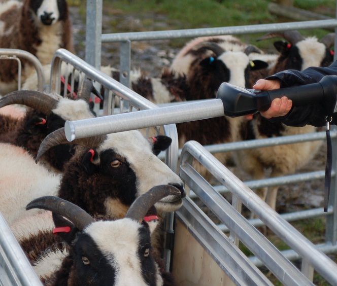 Agrident AWE100 Stick Reader for reading Sheep EID Tags