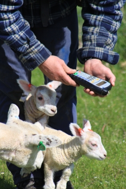 SHEEP EID AGRIDENT APR350