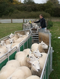 Chilbolton Farm, Weighing Sheep with the Prattley Weigh Crate and EID Panel Reader